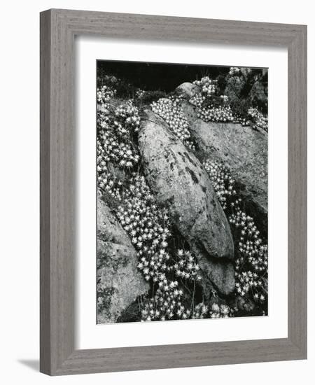 Rock and Botanicals, California, 1955-Brett Weston-Framed Photographic Print