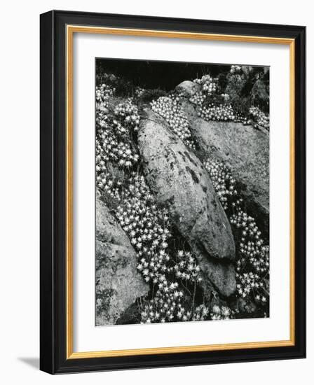 Rock and Botanicals, California, 1955-Brett Weston-Framed Photographic Print