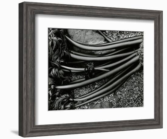 Rock and Kelp, 1978-Brett Weston-Framed Photographic Print