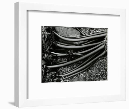 Rock and Kelp, 1978-Brett Weston-Framed Photographic Print