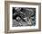 Rock and Pebbles, 1939-Brett Weston-Framed Photographic Print