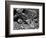 Rock and Pebbles, 1939-Brett Weston-Framed Photographic Print