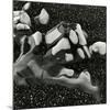 Rock and Pebbles, Pebble Beach, California, 1976-Brett Weston-Mounted Premium Photographic Print