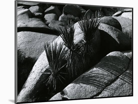 Rock and Plants, Death Valley, California, 1978-Brett Weston-Mounted Photographic Print