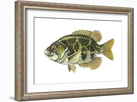 Rock Bass (Ambloplites Rupenstris), Fishes-Encyclopaedia Britannica-Framed Art Print