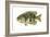 Rock Bass (Ambloplites Rupenstris), Fishes-Encyclopaedia Britannica-Framed Art Print