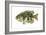 Rock Bass (Ambloplites Rupenstris), Fishes-Encyclopaedia Britannica-Framed Art Print