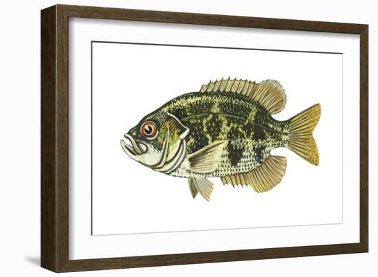 Rock Bass (Ambloplites Rupenstris), Fishes-Encyclopaedia Britannica-Framed Art Print