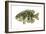 Rock Bass (Ambloplites Rupenstris), Fishes-Encyclopaedia Britannica-Framed Art Print