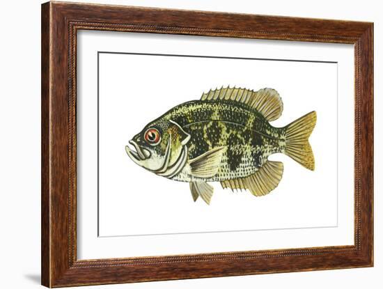 Rock Bass (Ambloplites Rupenstris), Fishes-Encyclopaedia Britannica-Framed Art Print