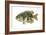 Rock Bass (Ambloplites Rupenstris), Fishes-Encyclopaedia Britannica-Framed Art Print