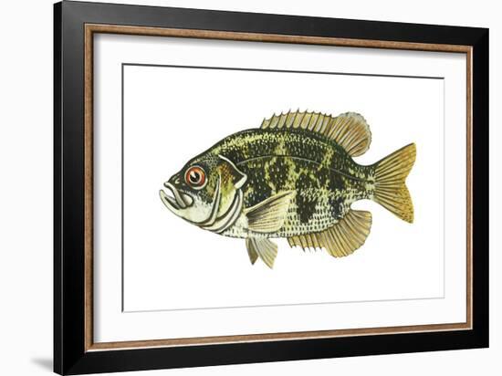 Rock Bass (Ambloplites Rupenstris), Fishes-Encyclopaedia Britannica-Framed Art Print