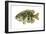 Rock Bass (Ambloplites Rupenstris), Fishes-Encyclopaedia Britannica-Framed Art Print