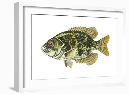 Rock Bass (Ambloplites Rupenstris), Fishes-Encyclopaedia Britannica-Framed Art Print