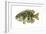 Rock Bass (Ambloplites Rupenstris), Fishes-Encyclopaedia Britannica-Framed Art Print