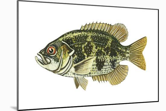 Rock Bass (Ambloplites Rupenstris), Fishes-Encyclopaedia Britannica-Mounted Art Print