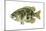 Rock Bass (Ambloplites Rupenstris), Fishes-Encyclopaedia Britannica-Mounted Art Print