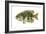 Rock Bass (Ambloplites Rupenstris), Fishes-Encyclopaedia Britannica-Framed Art Print