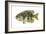 Rock Bass (Ambloplites Rupenstris), Fishes-Encyclopaedia Britannica-Framed Art Print