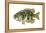 Rock Bass (Ambloplites Rupenstris), Fishes-Encyclopaedia Britannica-Framed Stretched Canvas