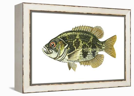 Rock Bass (Ambloplites Rupenstris), Fishes-Encyclopaedia Britannica-Framed Stretched Canvas