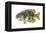 Rock Bass (Ambloplites Rupenstris), Fishes-Encyclopaedia Britannica-Framed Stretched Canvas