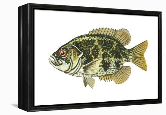 Rock Bass (Ambloplites Rupenstris), Fishes-Encyclopaedia Britannica-Framed Stretched Canvas