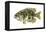 Rock Bass (Ambloplites Rupenstris), Fishes-Encyclopaedia Britannica-Framed Stretched Canvas