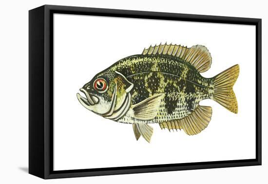 Rock Bass (Ambloplites Rupenstris), Fishes-Encyclopaedia Britannica-Framed Stretched Canvas