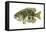 Rock Bass (Ambloplites Rupenstris), Fishes-Encyclopaedia Britannica-Framed Stretched Canvas