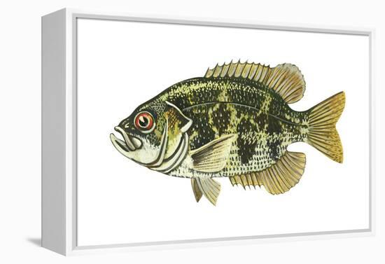 Rock Bass (Ambloplites Rupenstris), Fishes-Encyclopaedia Britannica-Framed Stretched Canvas