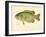 Rock Bass-null-Framed Giclee Print