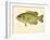 Rock Bass-null-Framed Giclee Print