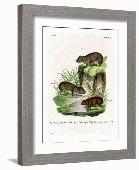 Rock Cavy-null-Framed Giclee Print