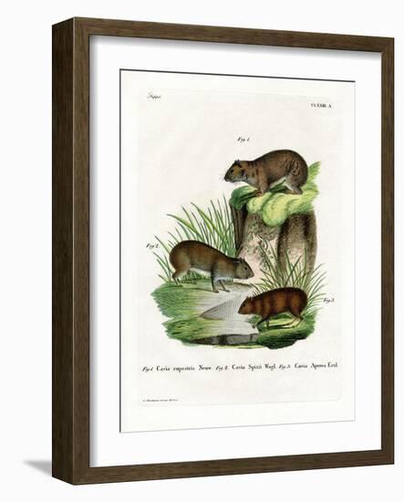 Rock Cavy-null-Framed Giclee Print