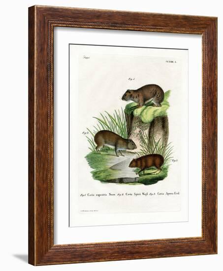 Rock Cavy-null-Framed Giclee Print