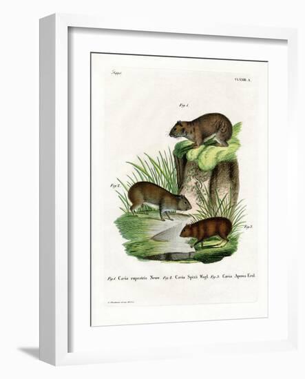 Rock Cavy-null-Framed Giclee Print