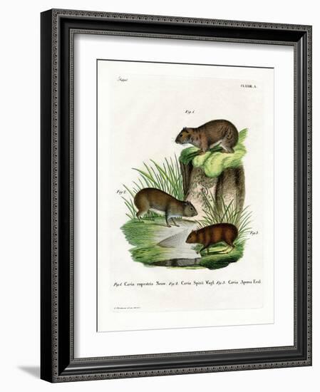 Rock Cavy-null-Framed Giclee Print