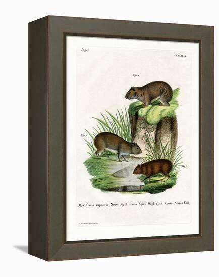 Rock Cavy-null-Framed Premier Image Canvas