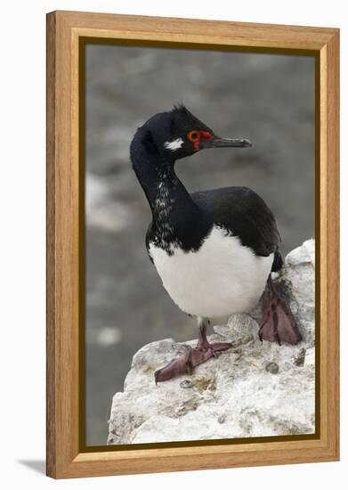 Rock Cormorant-Joe McDonald-Framed Premier Image Canvas