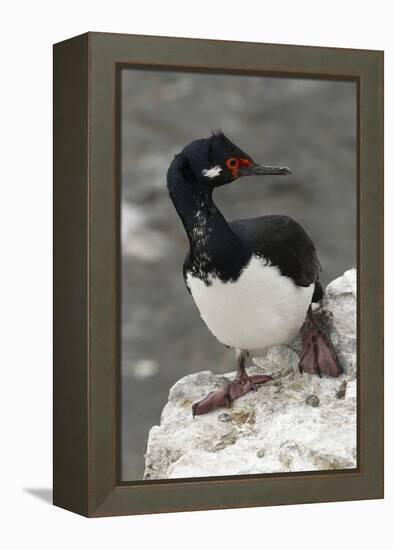 Rock Cormorant-Joe McDonald-Framed Premier Image Canvas