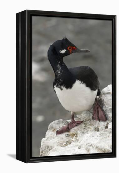 Rock Cormorant-Joe McDonald-Framed Premier Image Canvas