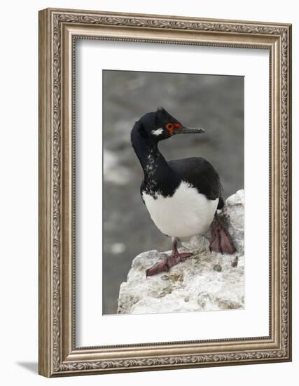 Rock Cormorant-Joe McDonald-Framed Photographic Print