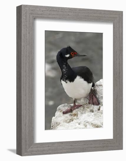 Rock Cormorant-Joe McDonald-Framed Photographic Print