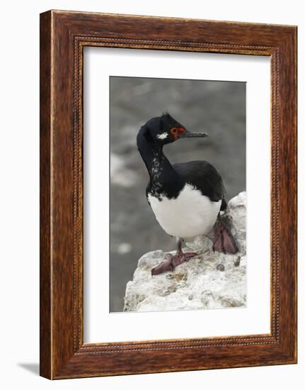 Rock Cormorant-Joe McDonald-Framed Photographic Print