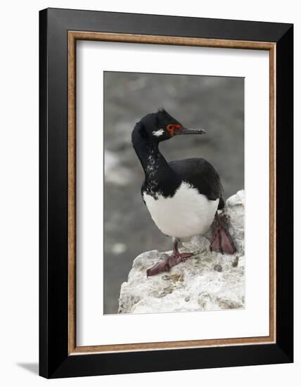 Rock Cormorant-Joe McDonald-Framed Photographic Print