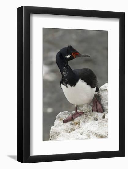 Rock Cormorant-Joe McDonald-Framed Photographic Print