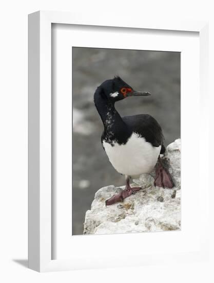 Rock Cormorant-Joe McDonald-Framed Photographic Print