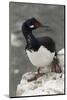 Rock Cormorant-Joe McDonald-Mounted Photographic Print