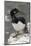 Rock Cormorant-Joe McDonald-Mounted Photographic Print